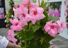 Turmaline Pink is another variety of DHMI which has an upright growth (60-70 cm), does not climb and does not need support.